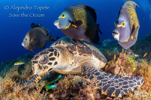 Turtle with angels, Cozumel Mexico by Alejandro Topete 